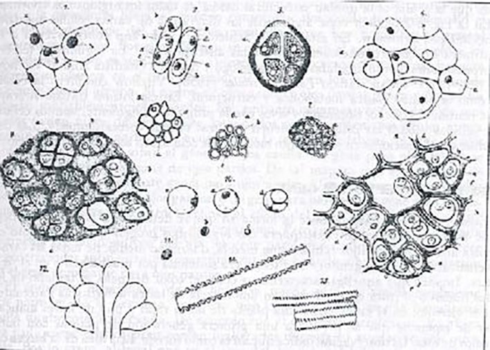         Dibujos de células animales al microscopio hechos por Schwann en 1839.