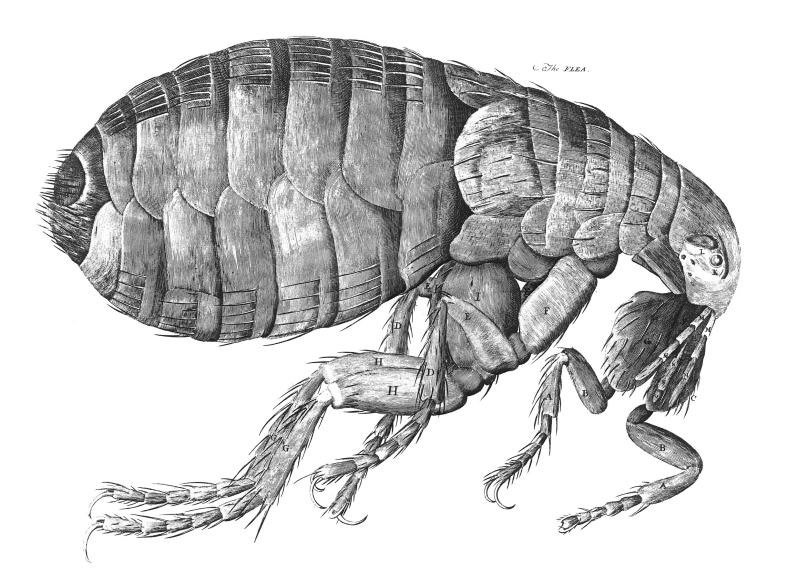 Pulga. Observación 53 de la Micrographia