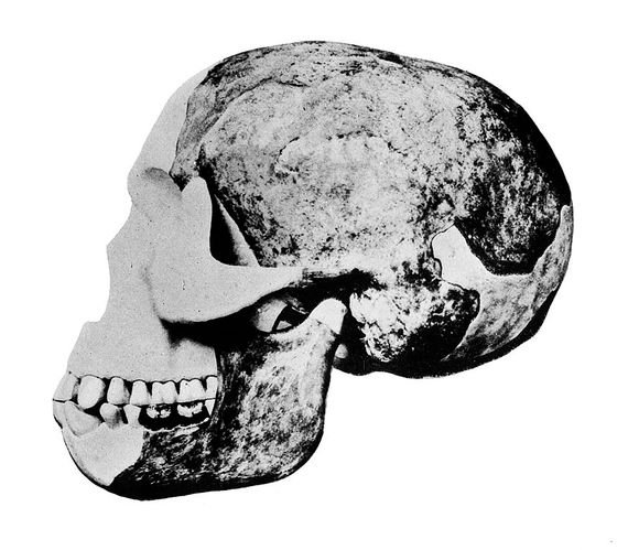 Cráneo del "Eoanthropus Dawsoni" (el Hombre de Piltdown).