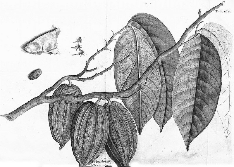 Dibujo de una planta de cacao publicado en la obra de Sloane