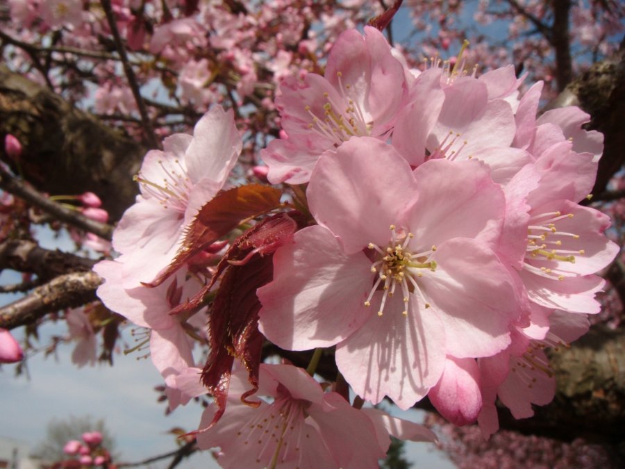 Flores de edohigan. Las hojas del árbol no se abren, pero es fácil distinguirlos por sus pétalos rosas.