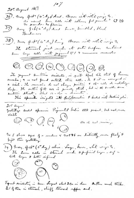 Página del cuaderno de notas de Ross en la que identifica en parásito de la malaria