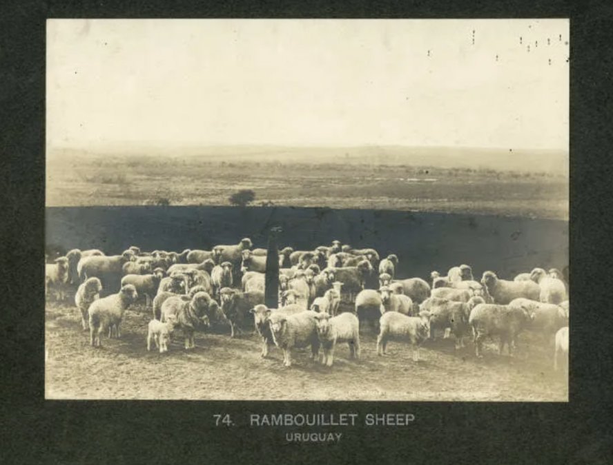                   Fotografía de merina de Rambouillet - Uruguay -c. 1900 - Foto de J. Fitz-Patrick      